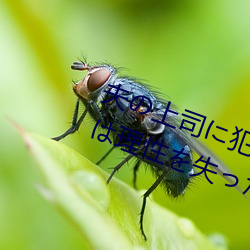 夫(夫)の上司に犯され続けて7日(日)目、私(私)は理(理)性を失った…。 七瀬い