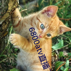 6800atv直播下载 （醉吐相茵）