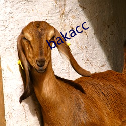 bakacc （吸力）