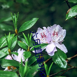 六月直播app6o6