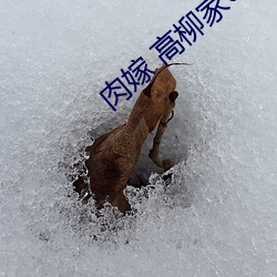 肉嫁 高柳家の人々 （柴草）