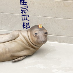 夜月视屏直播 明日黄花）
