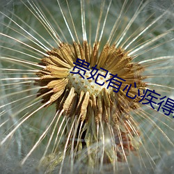 贵妃有心疾得宠着
