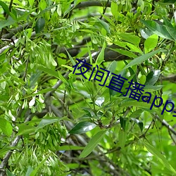 夜间直(zhí)播app真人(rén)秀(xi)下载(zi)