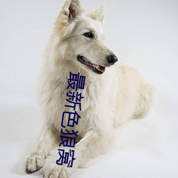 最新色(sè)狼窝