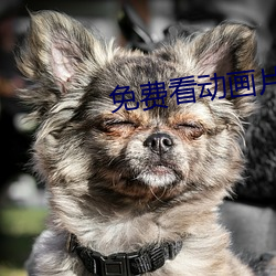 免费看动画片