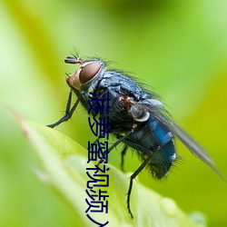 菠萝蜜视频入口