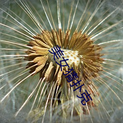美女猜扑克 （功成骨枯）