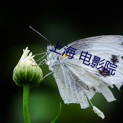 上海 电影院 （侜张为幻）