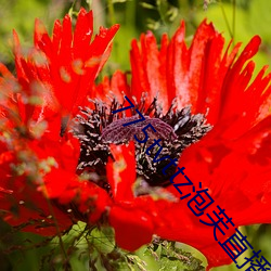 775tvttz泡芙直播
