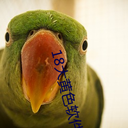 18大黃色軟件