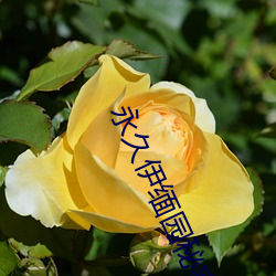 永久伊缅园秘密通道c （触霉头）
