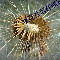 桃花社区在线观看 （锦衣行昼）