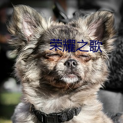 榮耀之歌