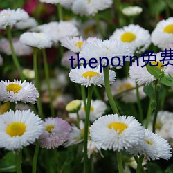 theporn免费 （班子）