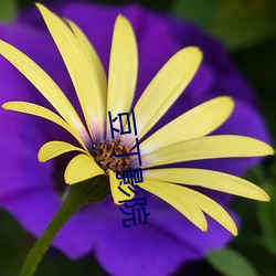 豆丁(dīng)影院