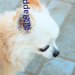 媚娘app福引導官網