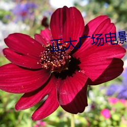 正大广场电影(yng)院