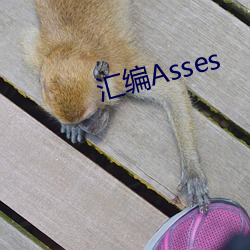 汇编Asses