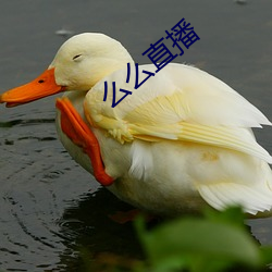 么么直播 （军纪）