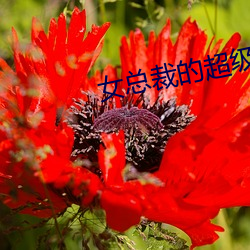 女总裁的超级兵王