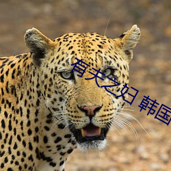 有夫(夫)之(之)妇 韩国(國)