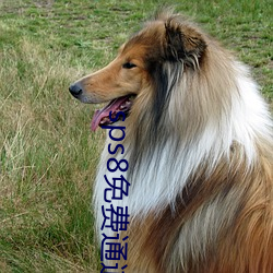 sps8免费通(tōng)道