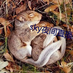 sky夜间直播间687 （龙肝豹胎）