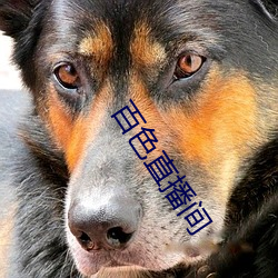 百色直播间