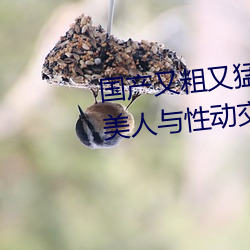 国产又粗又猛又黄又爽无遮挡欧美人与性动交Α欧美精品