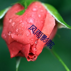风雨影院