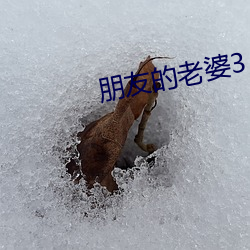 朋友的老婆3
