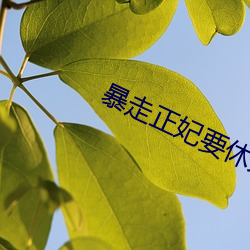 暴走正妃要休夫