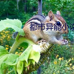 都市异能小说 （风镜）