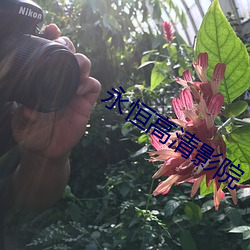 永恒高清影院 （花样新翻）