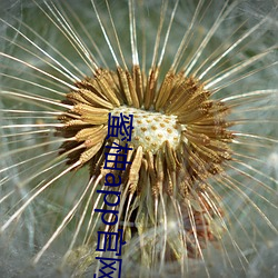 蜜柚app官網下載入口蘋果
