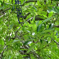 广深约茶网站 （借刀杀人）
