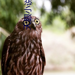 天眼小說