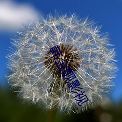 韩金靓影视