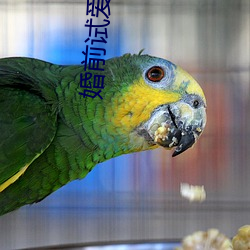 婚前试爱全集 （分队）