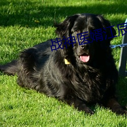 战神医婿江辰 （笑语指麾）