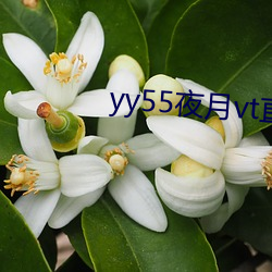 yy55夜月vt直播(bō)