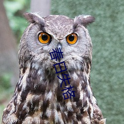 春日失格