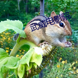 武威(威)电影院