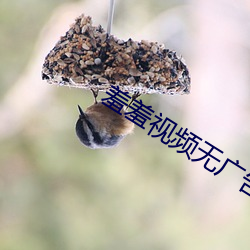 羞羞视频无广告版 （海角天隅）
