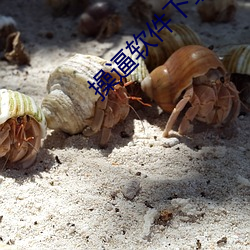 操逼软件下(下)载