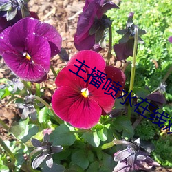 主播喷水在线观看