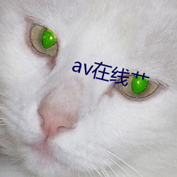 av在线艹