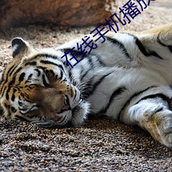 在线手(手)机播放器