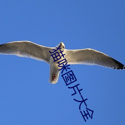 貓咪圖片大全